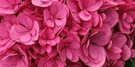 blossem-kids ساخت باغچه کودکان