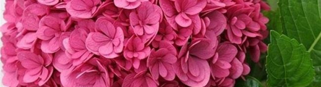 blossem-kids ساخت باغچه کودکان