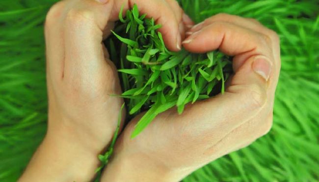 sabze روش سبز کردن سبزه عید