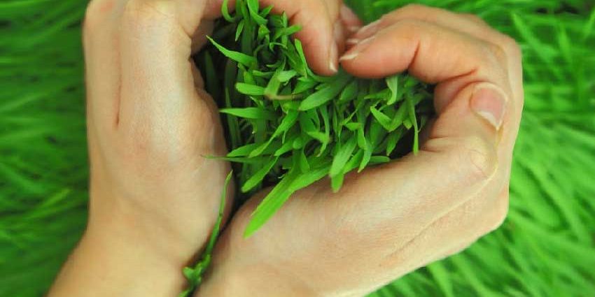 روش سبز کردن سبزه عید